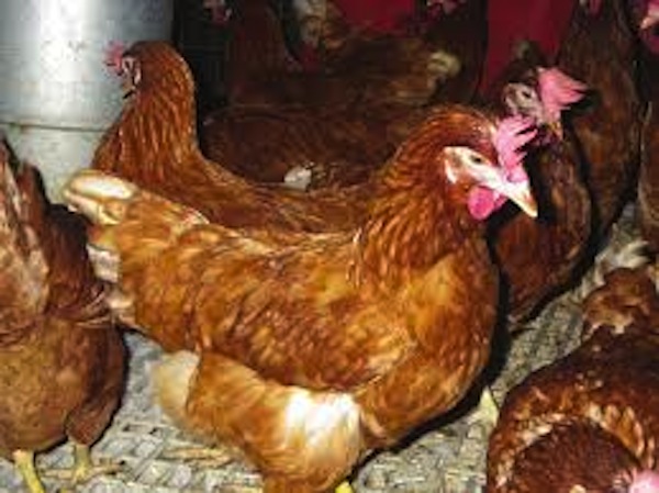 Des salmonelles détectées dans l’alimentation des volailles