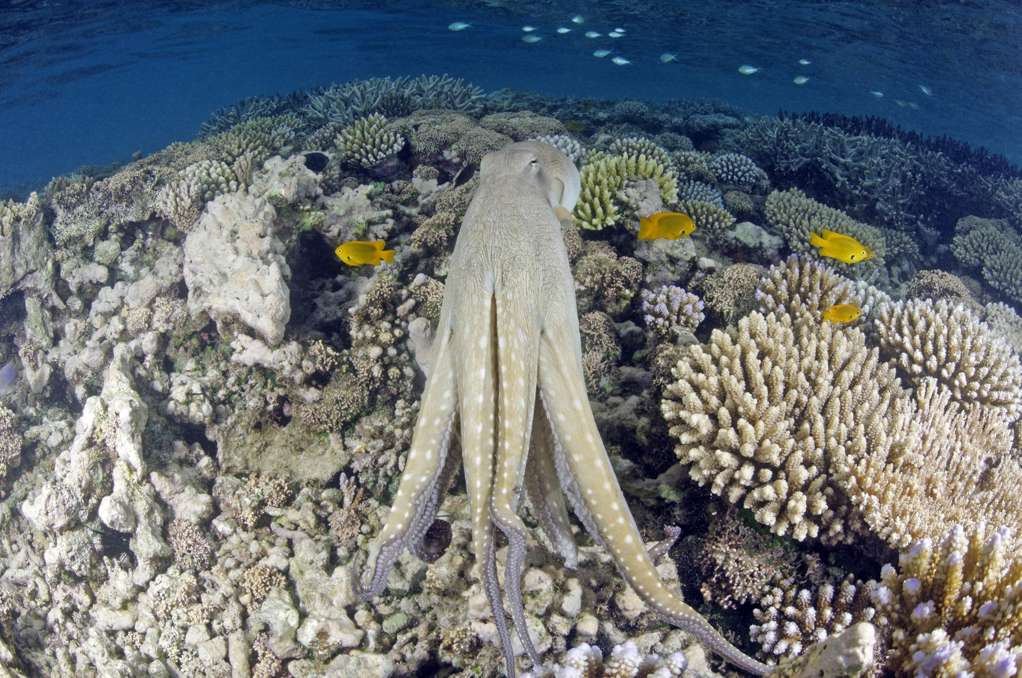 Le Parc Naturel Marin rappelle qu’il sanctionne les mauvais usages du lagon