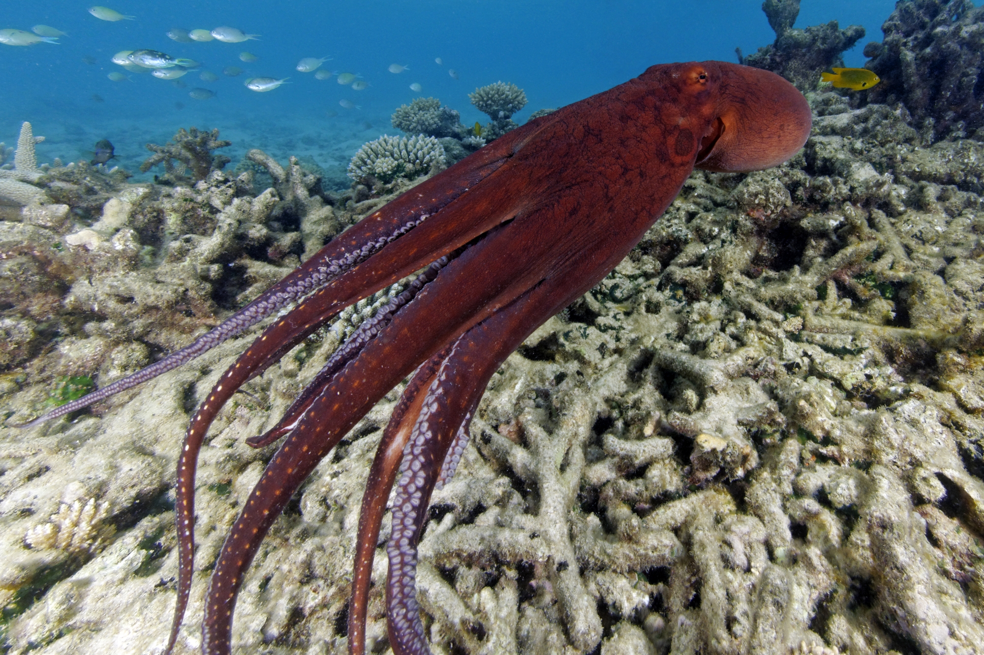 Pêche des poulpes : une pause nécessaire du 1er avril au 15 juin