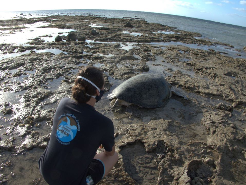 Protection des tortues : le REMMAT protège, réserve et sauve