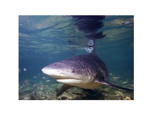 Interdiction de commercialisation du requin à Mayotte et risque sanitaire