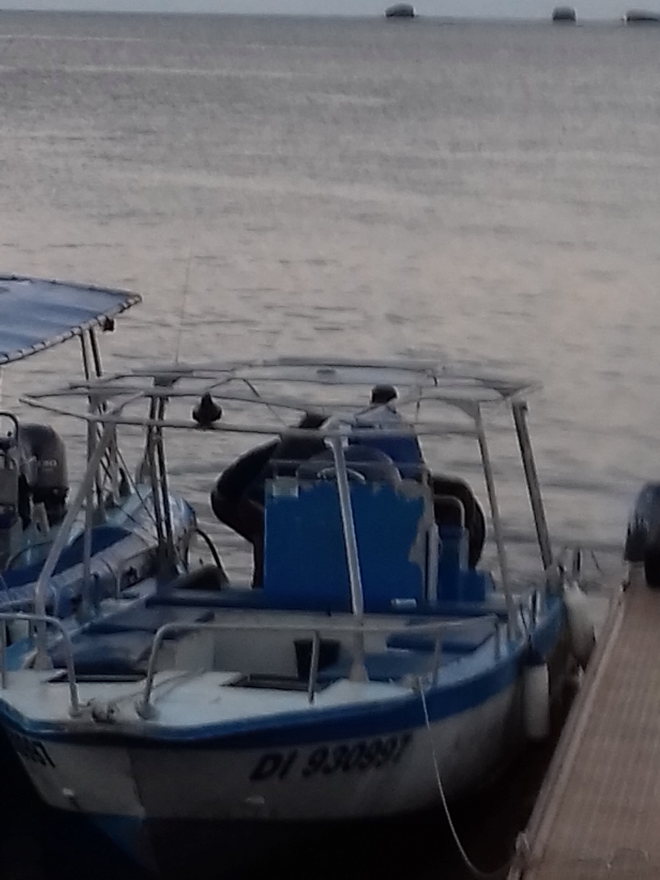 Un accident lors d’un safari baleine qui aurait pu mal tourner