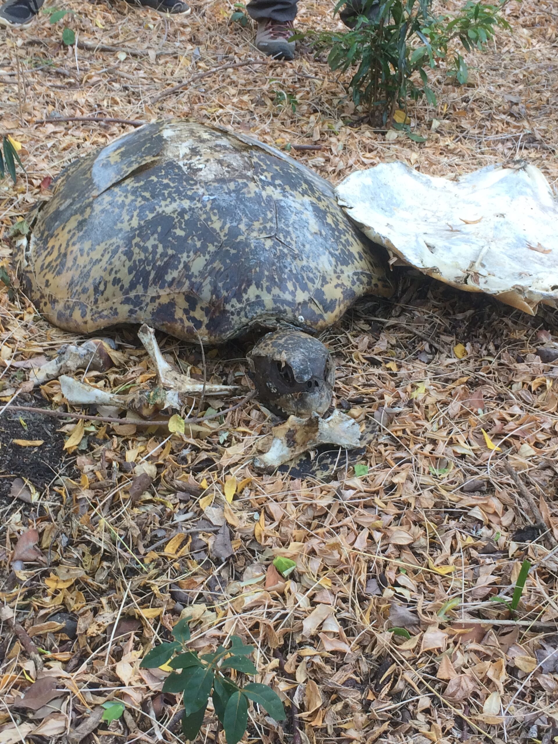 835 kg d’ossements retrouvés sur les plages de Charifou 1, 2 et 3
