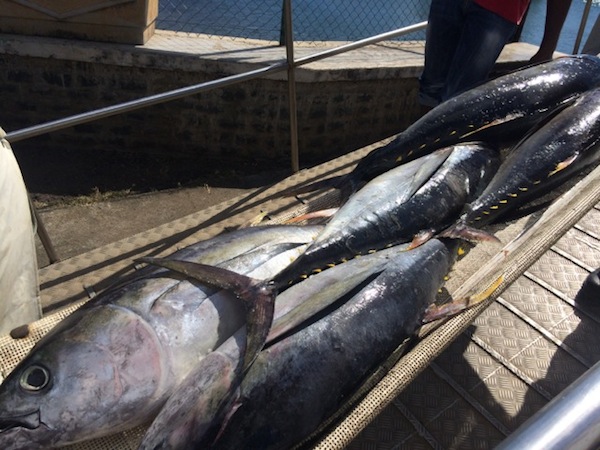 Pêche professionnelle : le retour des poissons (photos + vidéo)