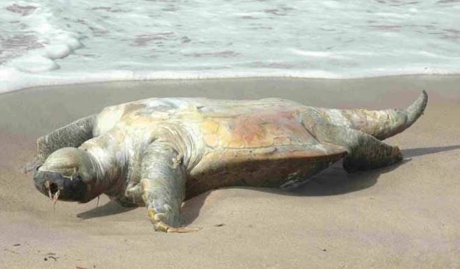 La protection de l’environnement doit se poursuivre malgré le Covid-19
