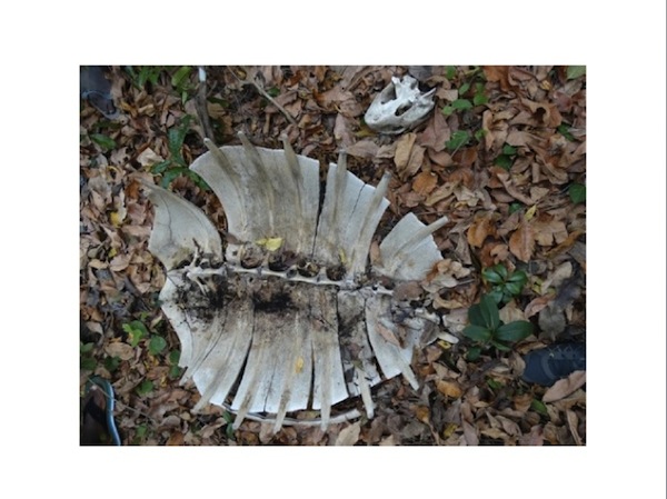 Saziley : un espace de non droit ?