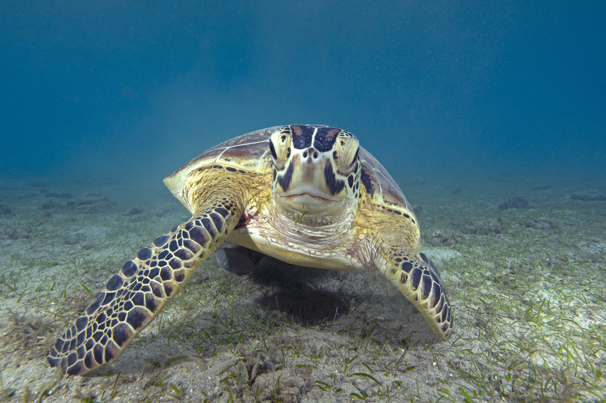 Quand les déchets abandonnés ou mal collectés détruisent la biodiversité