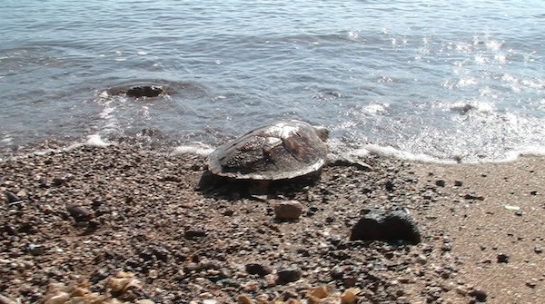 Réunion du Conseil de gestion du Parc naturel marin des Glorieuses