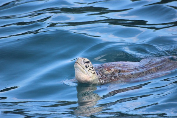 Protection des espaces et des espèces