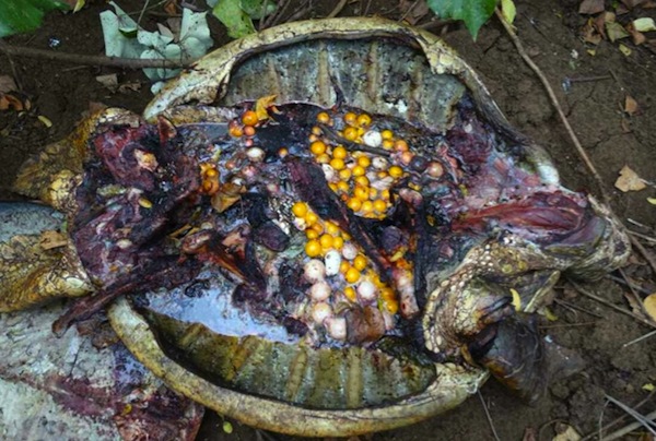 Deux individus arrêtés pour braconnage