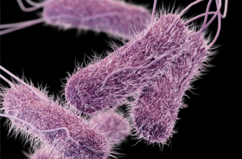 Risque-t-on une épidémie de typhoïde à Mayotte ?