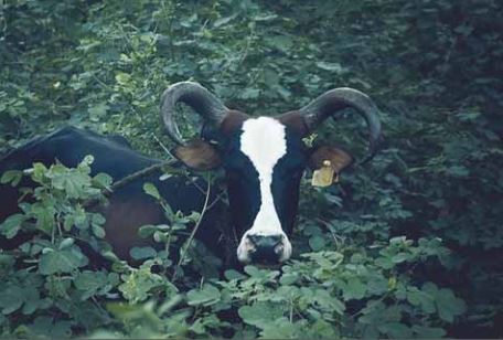 Un nouveau test de détection rapide contre la Fièvre de la Vallée du Rift