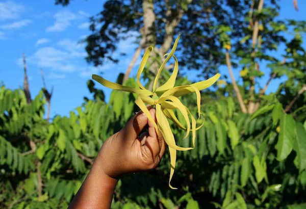 Pôle d’excellence Ylang : un projet qui s’effondre