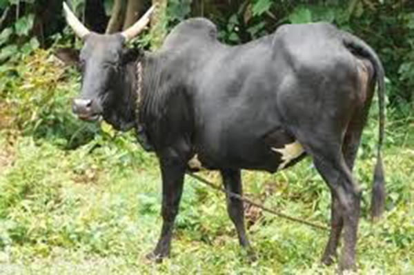 Le gang de vol de zébus a encore frappé