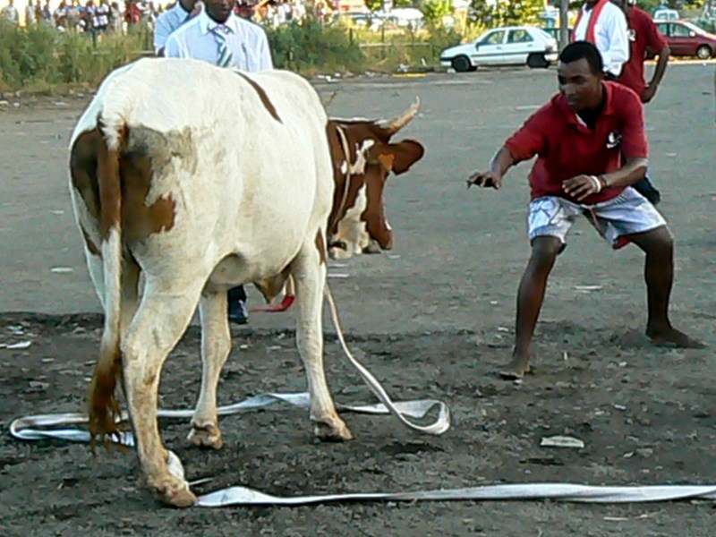 Ils volent 2 zébus à M’tsapéré