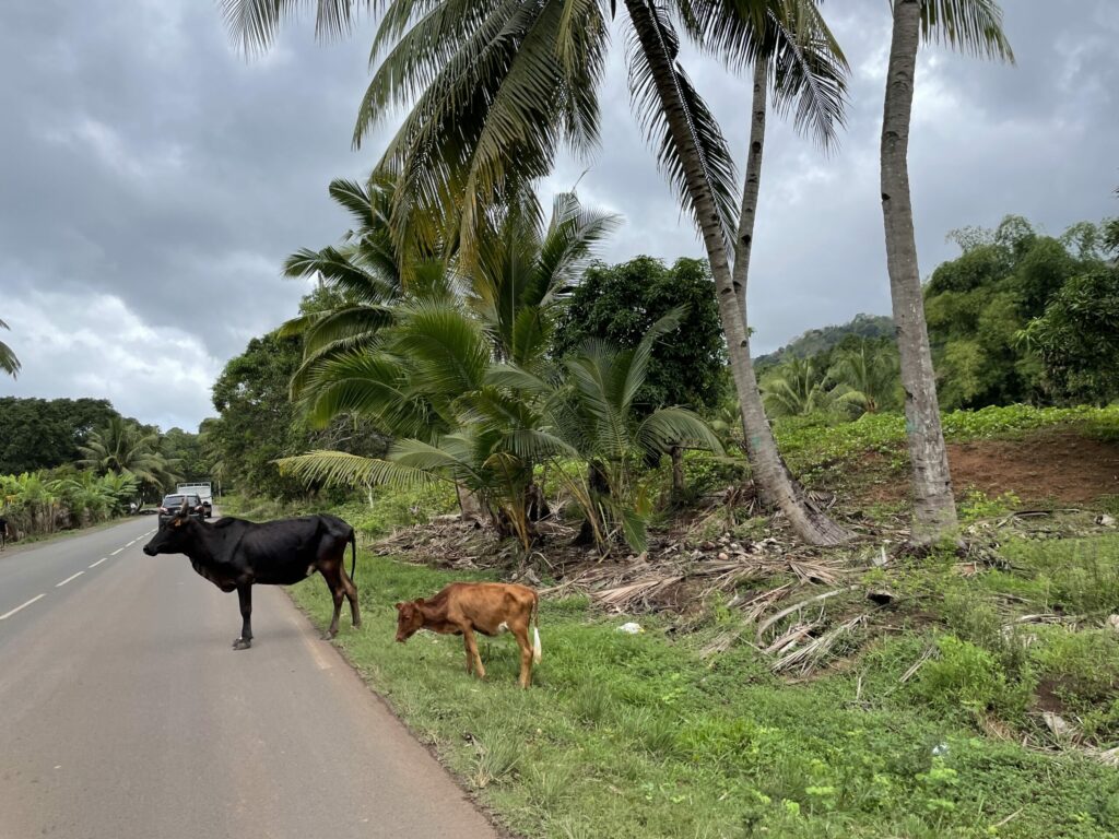 zebu vache divaguant sur la route. IMG 4230 scaled 1