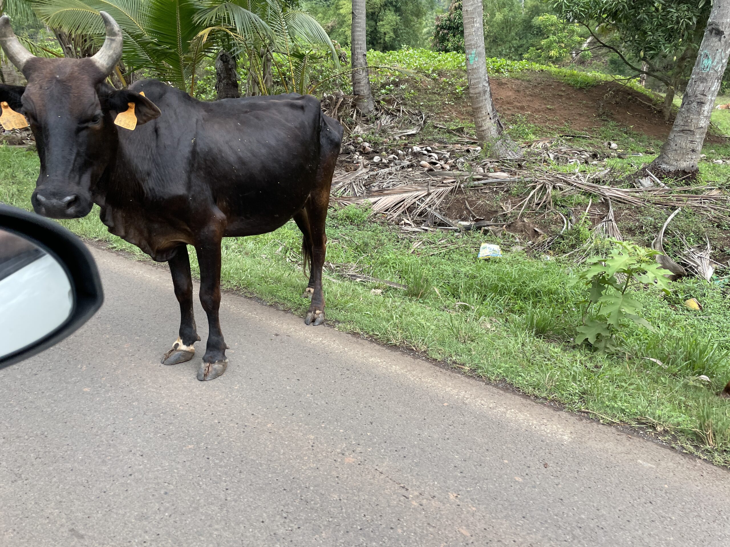 Identification Bovine Obligatoire : Appel aux Éleveurs