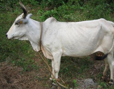 Accident à Kawéni : le zébu euthanasié