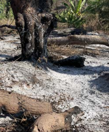 Feux incontrôlés, la nature mahoraise brûle
