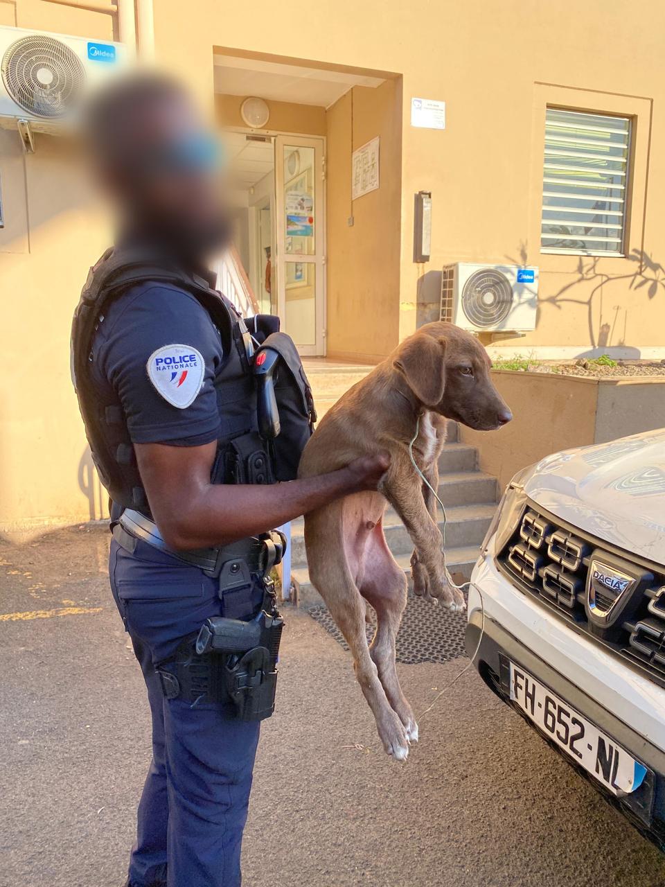 Un chiot maltraité secouru à M’tsapéré