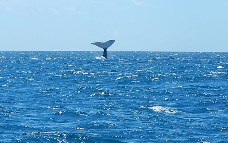 Mayotte célèbre ses baleines avec le Mugumbe Festival