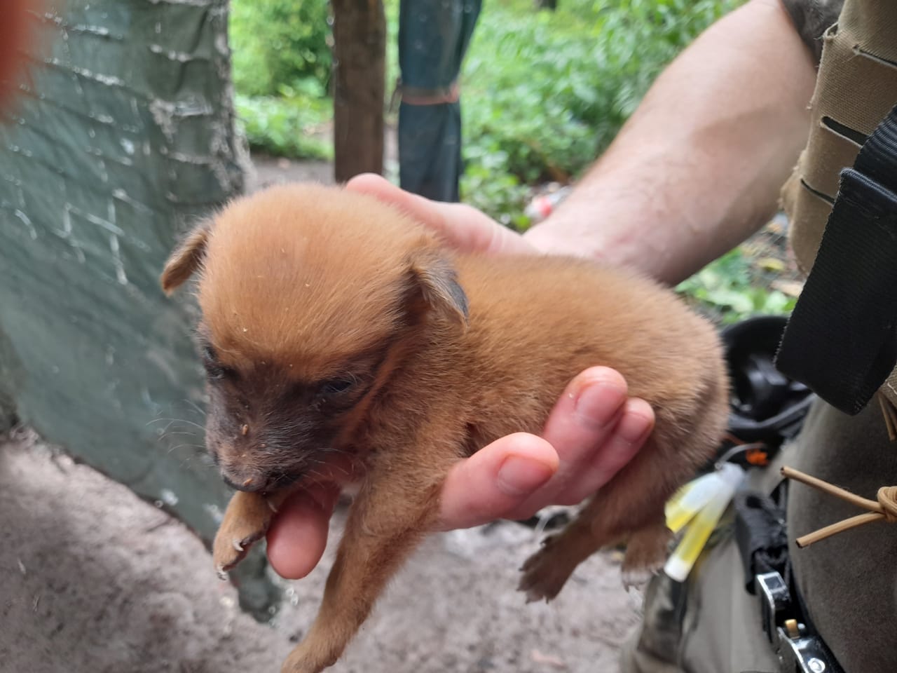 Tsingoni : 13 chiens sauvés d’un élevage illégal