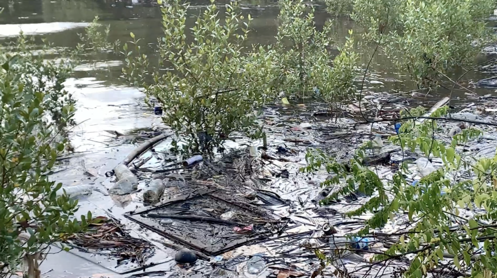 mangrove sale eau dechets