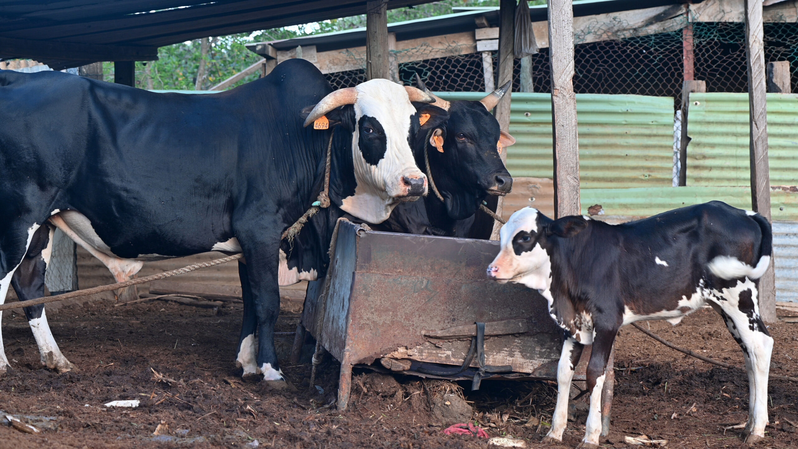 Le RITA organise la journée de l’agriculture et de l’élevage mahorais au lycée agricole de Coconi