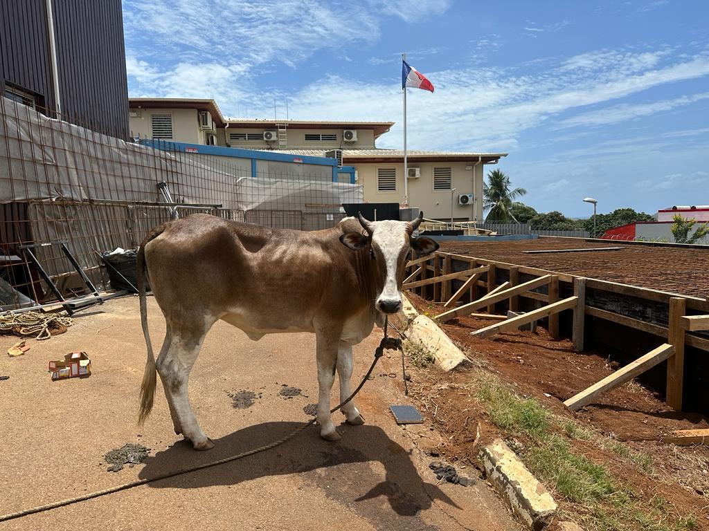 Mamoudzou : un zébu découvert dans le coffre après une course-poursuite