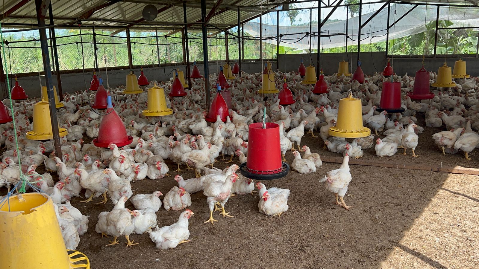 Replanter les germes de l’agriculture mahoraise