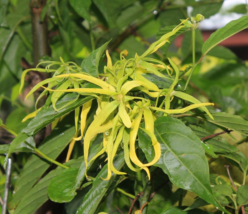 ylang ylang flower 1118057 1280