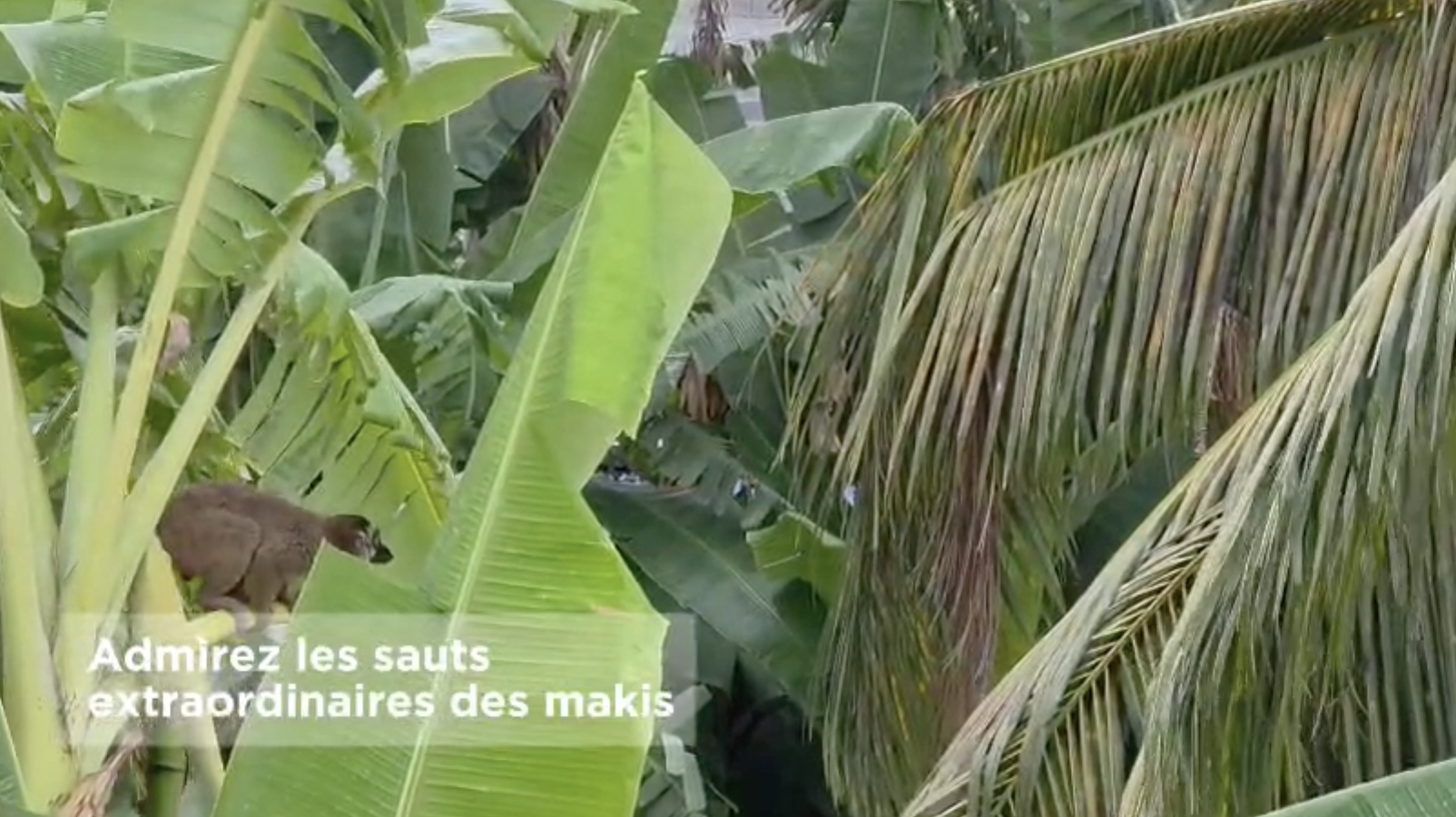 La nature reprend ses droits, la biodiversité “tient le coup” (vidéo)