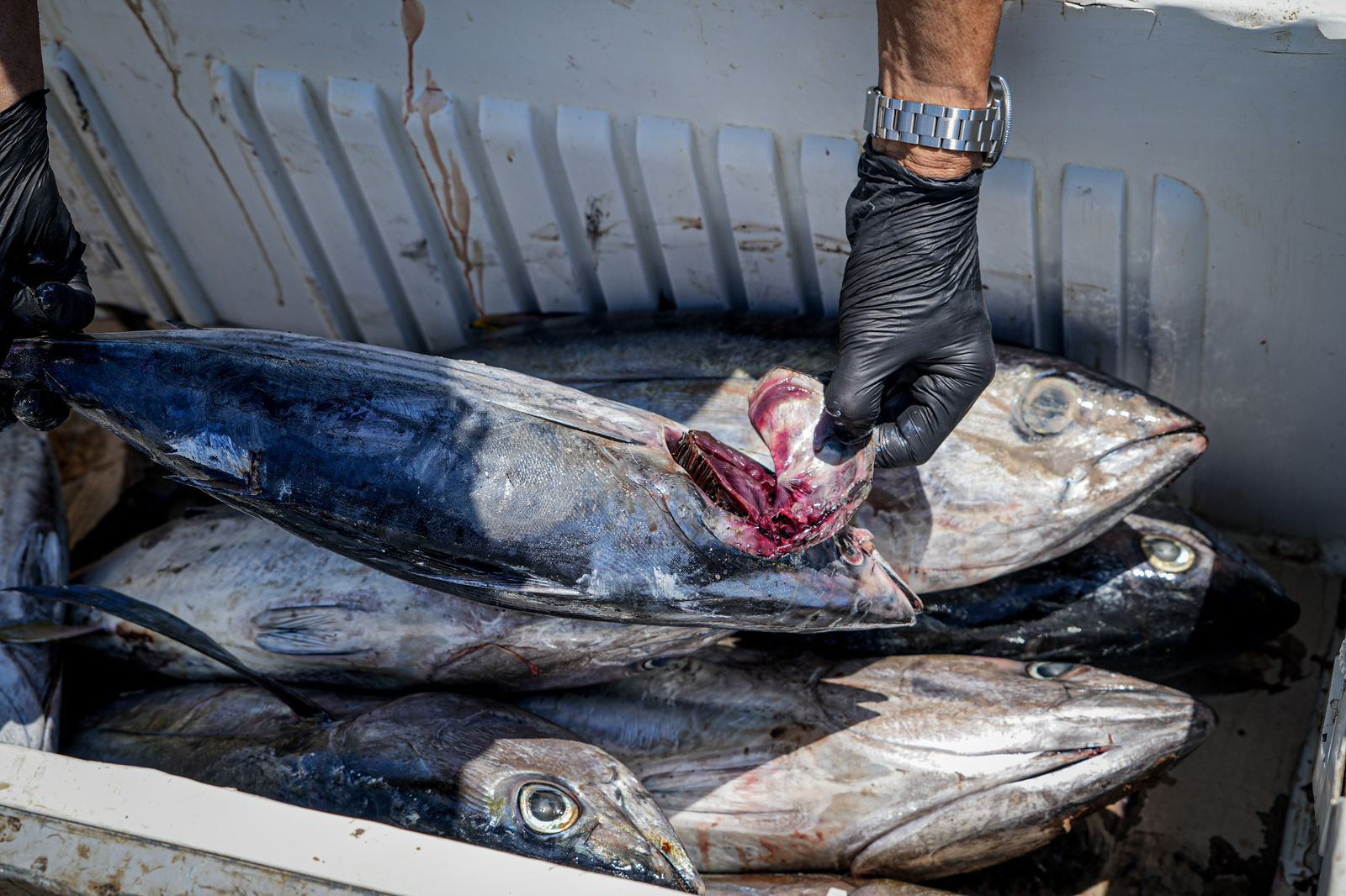 Fraude massive aux alentours de la coopérative de pêche de Mtsapéré