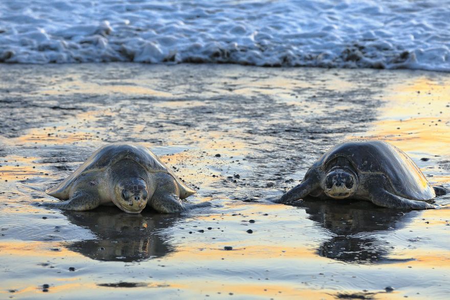 Philippines, Mayotte : la tortue en sursis