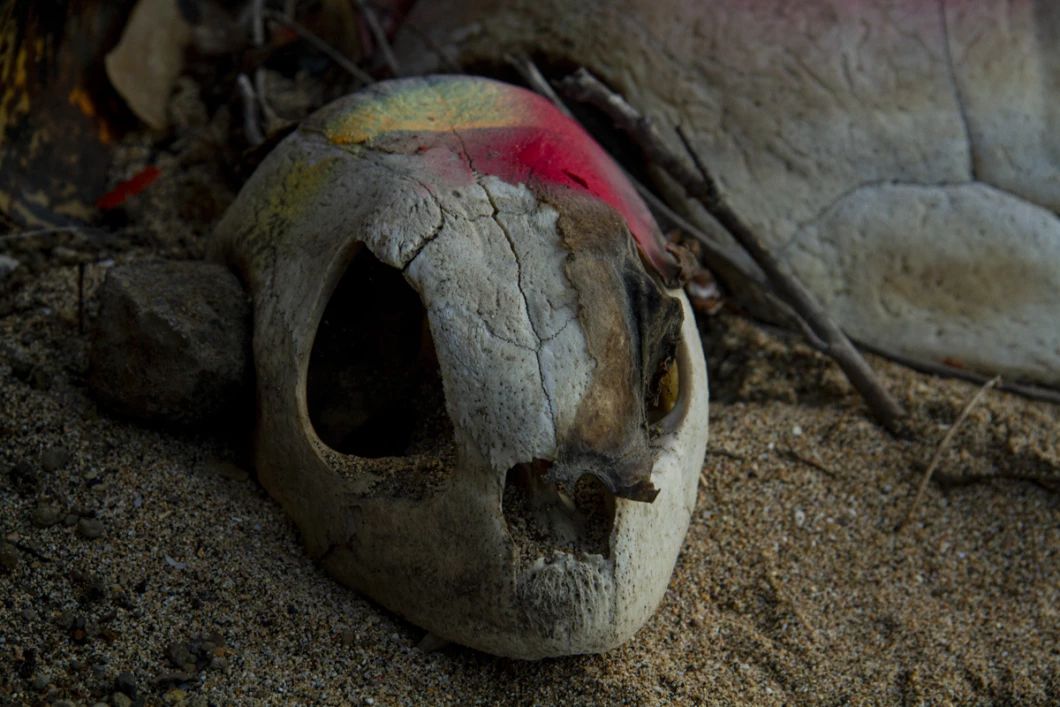 Sea Shepherd alerte : à Mayotte, le massacre des tortues explose dans l’indifférence générale