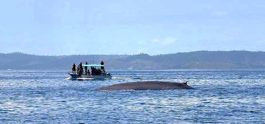 Baleine bleue Mayotte Observation rare Biodiversité marine