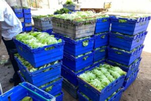 Baisse prix fruits légumes Mayotte