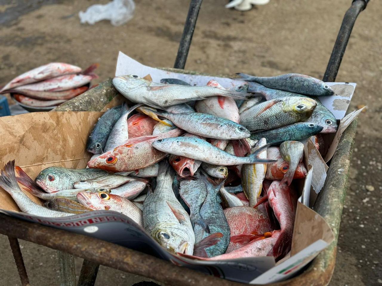 Une action d’envergure pour protéger la population de la pêche illégale