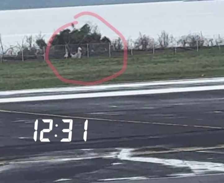 Macabre découverte sur la plage de Petit Moya 6 WhatsApp Image 2025 11 27 at 12.49.43