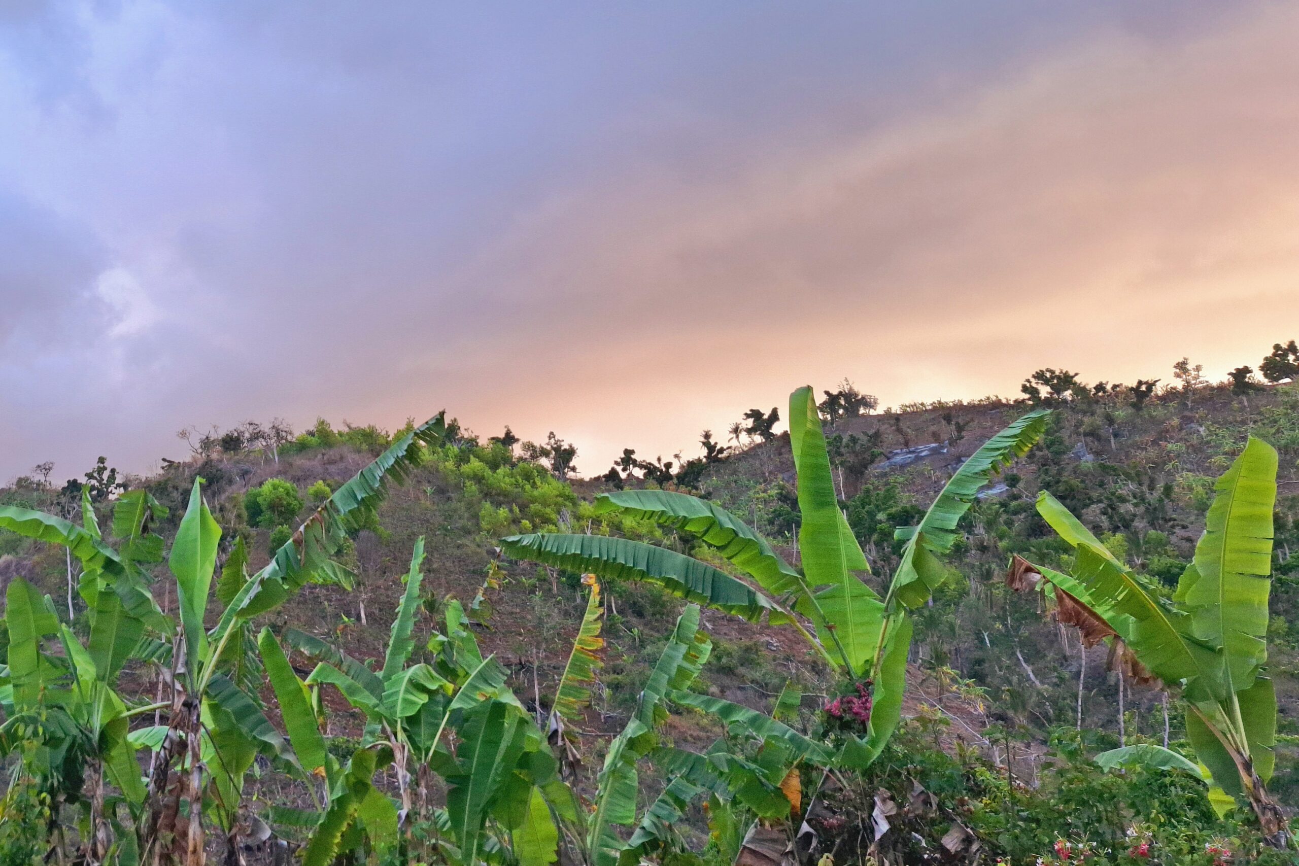 Une conférence au PER pour mieux comprendre les maladies du bananier et les moyens de les détecter