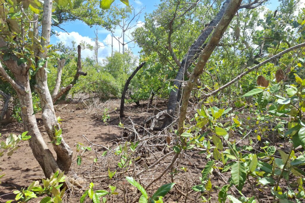 mangrove chirongui scaled 2