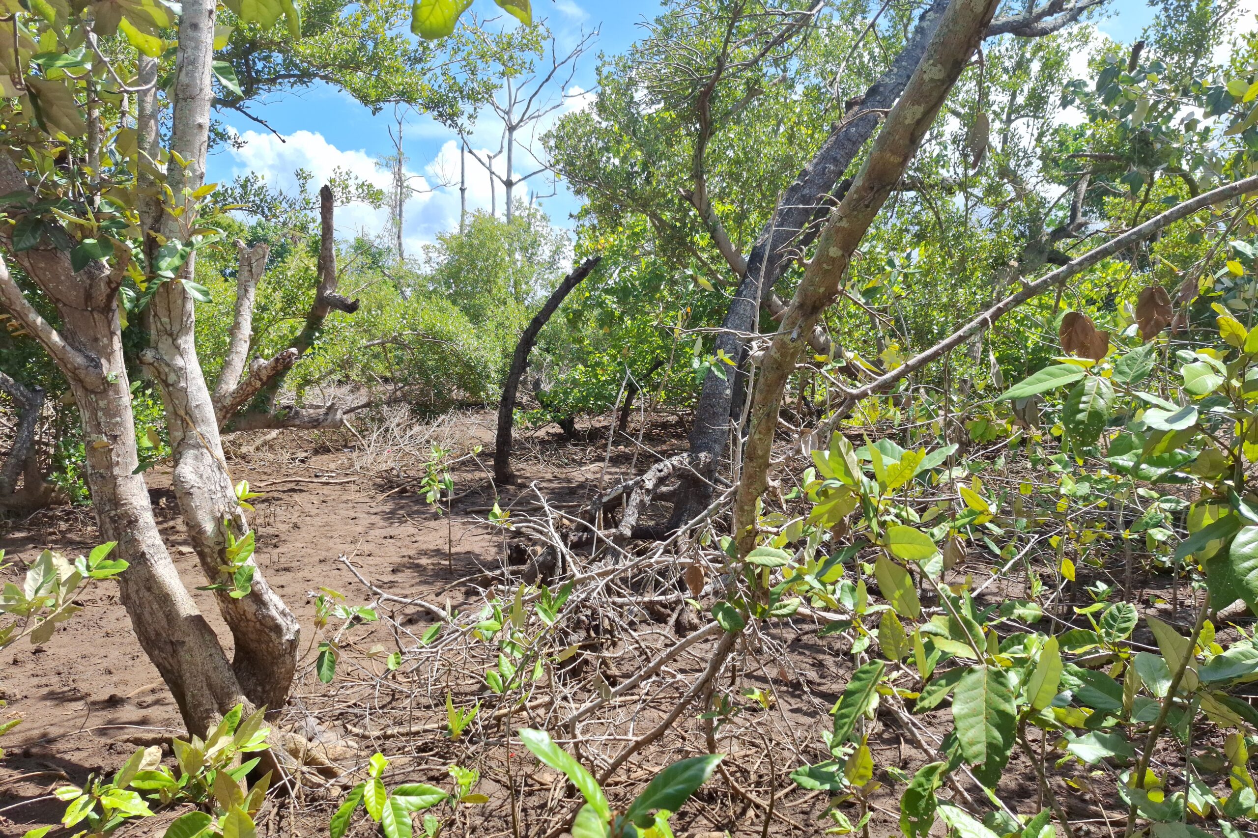 La CAGNM lance la 2e édition de « Novembre Vert » du 13 novembre au 15 décembre 2025 avec ses partenaires