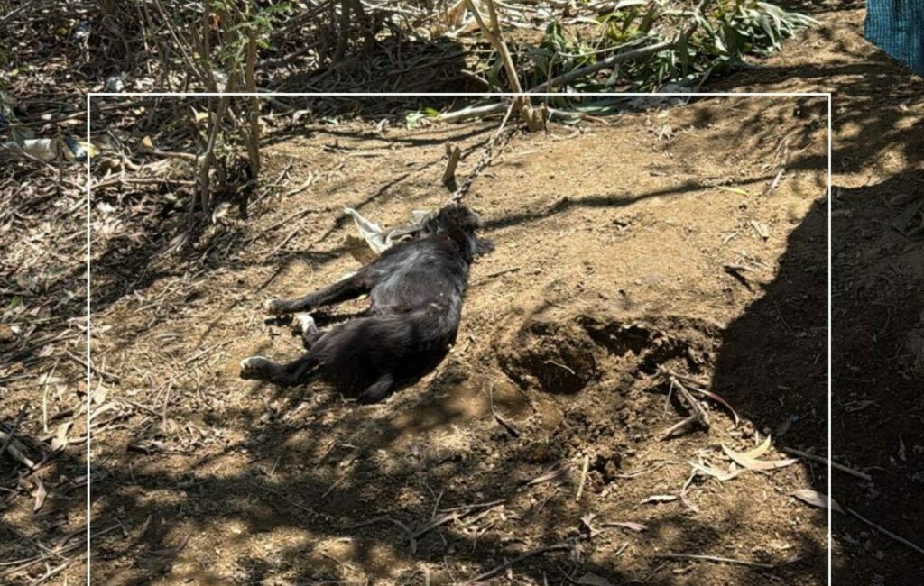 p8 article ppl e1762925353982 2