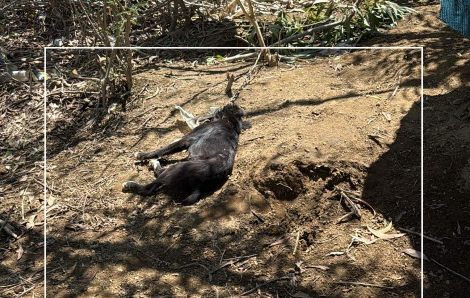 l’intervention des FDO révèle la brutalité des combats de chiens : six animaux sauvés, huit morts