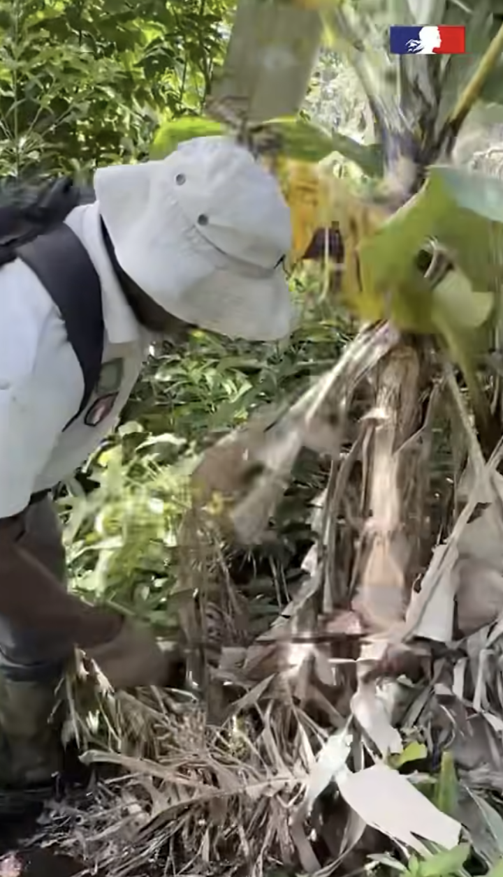 À Combani, la forêt reprend ses droits