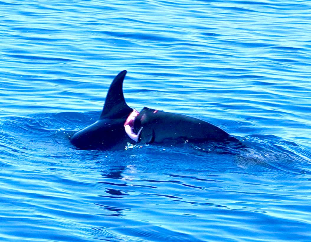Au large de Mayotte, un dauphin blessé relance l’alerte sur les dangers du trafic maritime