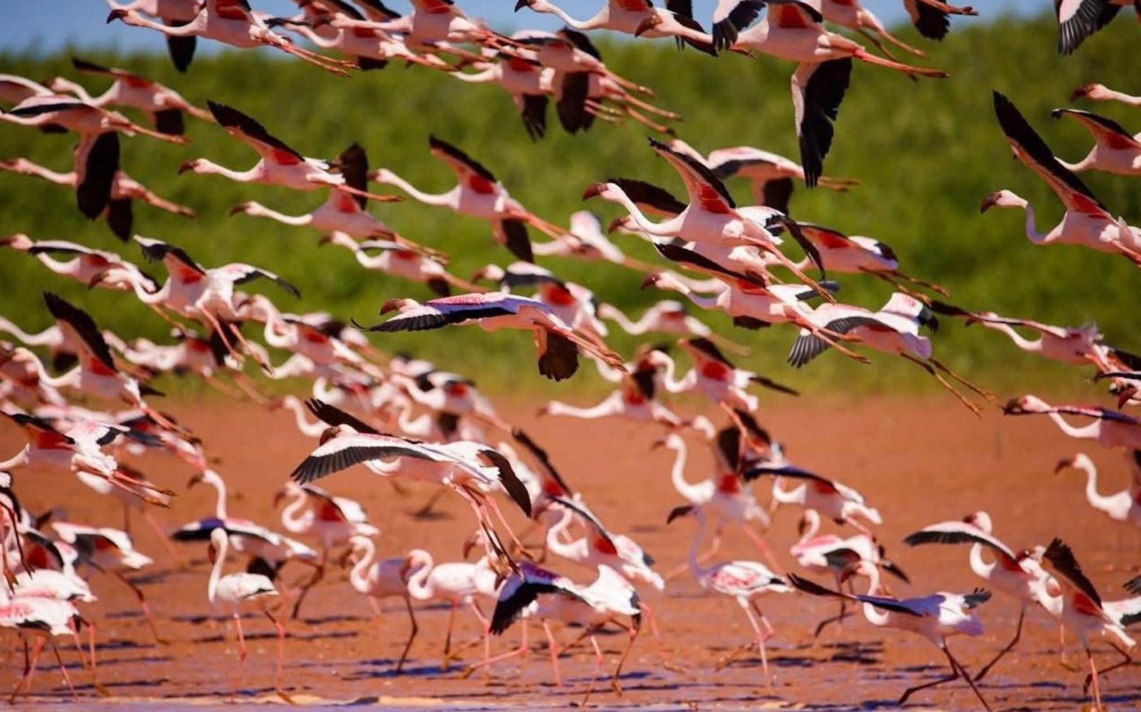 Majunga : le ballet magique des flamants roses attire les voyageurs
