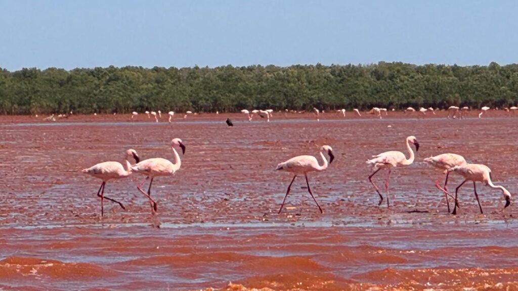 Majunga : le ballet magique des flamants roses attire les voyageurs 1 WhatsApp Image 2025 12 17 at 06.45.55