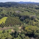 Après Chido, un nouveau bol d’oxygène pour l’agriculture mahoraise