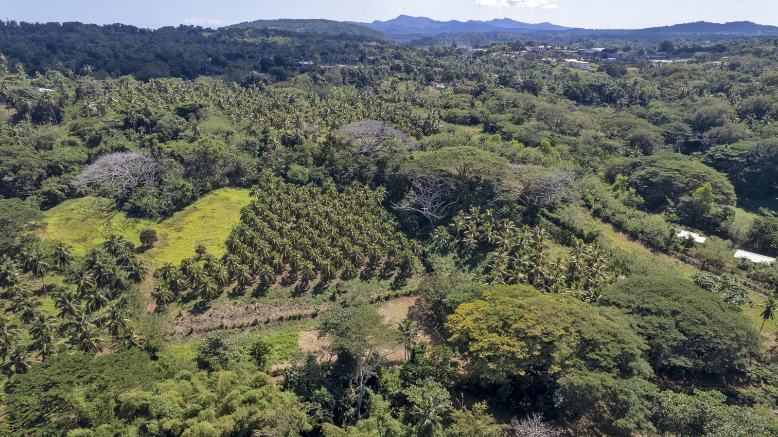 Après Chido, un nouveau bol d’oxygène pour l’agriculture mahoraise